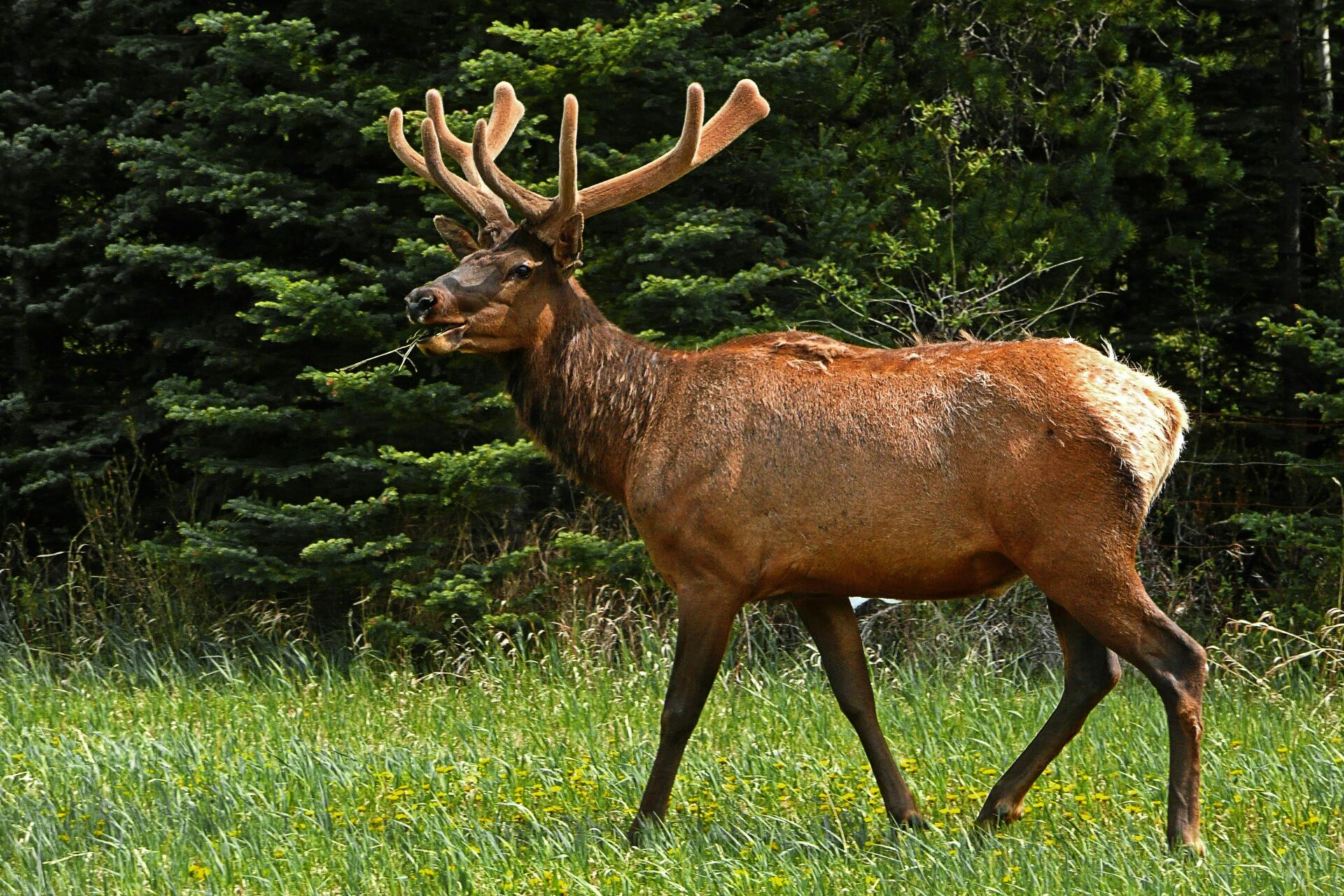 Animaux Québec Outaouais